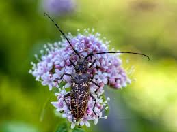 Attēlu rezultāti vaicājumam “Monochamus sutor”