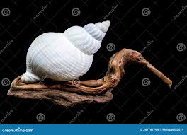 Image result for Buccinum undatum