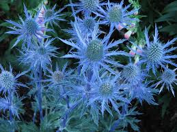 Attēlu rezultāti vaicājumam “Eryngium maritimum flower”