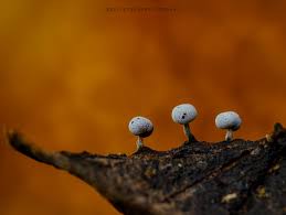 Attēlu rezultāti vaicājumam “Craterium minutum young”