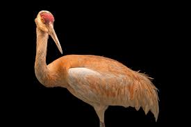 Image result for Grus canadensis