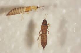 Attēlu rezultāti vaicājumam “Thysanoptera”