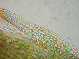 Attēlu rezultāti vaicājumam “Ditrichum flexicaule”