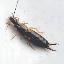 Attēlu rezultāti vaicājumam “Forficula auricularia female”