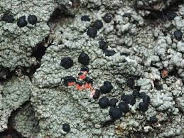 Attēlu rezultāti vaicājumam “Mycoblastus sanguinarius”