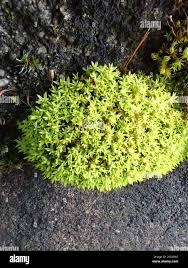 Attēlu rezultāti vaicājumam “Barbula unguiculata”