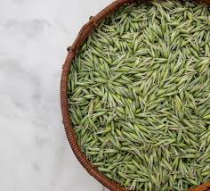 Attēlu rezultāti vaicājumam “Avena sativa fruit”