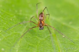 Attēlu rezultāti vaicājumam “Linyphiidae”