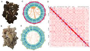 Attēlu rezultāti vaicājumam “Elmerina caryae”