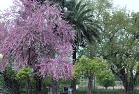 Attēlu rezultāti vaicājumam “Cercis siliquastrum”