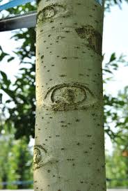 Attēlu rezultāti vaicājumam “Populus x canescens”