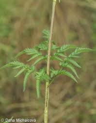 Image result for Chaerophyllum aureum