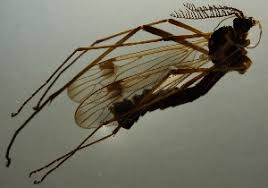 Attēlu rezultāti vaicājumam “Dictenidia bimaculata”