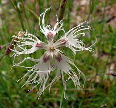 Attēlu rezultāti vaicājumam “Dianthus arenarius leaf”