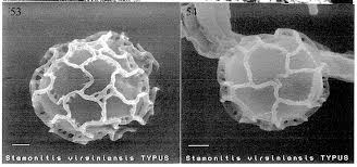 Attēlu rezultāti vaicājumam “Stemonitis marjana stalked”