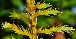 Attēlu rezultāti vaicājumam “Tomentypnum nitens”