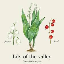 Attēlu rezultāti vaicājumam “Convallaria majalis fruit”