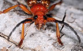 Attēlu rezultāti vaicājumam “Rhamnusium bicolor”