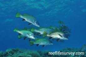 Image result for Sciaena umbra