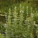 <b>Althaea</b> officinalis Echter