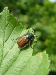 Attēlu rezultāti vaicājumam “Phyllopertha horticola imago”