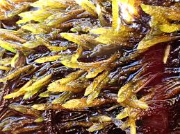 Attēlu rezultāti vaicājumam “Drepanocladus trifarius”