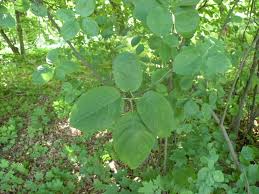 Attēlu rezultāti vaicājumam “Amelanchier spicata”