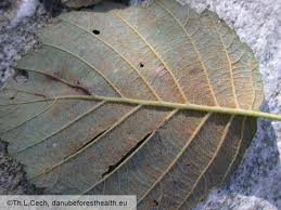 Attēlu rezultāti vaicājumam “Melampsoridium sp.”