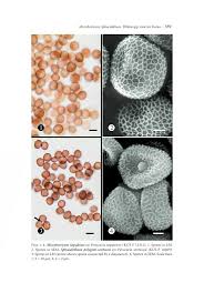 Attēlu rezultāti vaicājumam “Sphacelotheca hydropiperis”