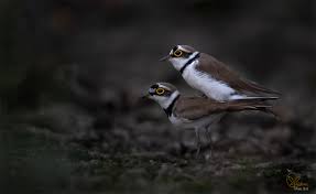 Attēlu rezultāti vaicājumam “Charadrius dubius adult”