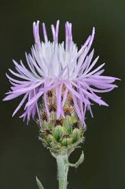 Image result for Centaurea nigra