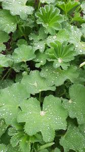 Image result for Frauenmantel