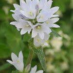 Image result for Campanula moesiaca