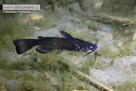 Image result for Ameiurus melas