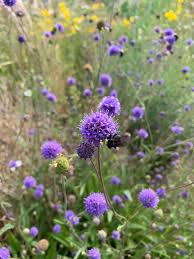 Image result for Succisa pratensis