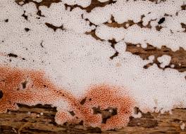 Attēlu rezultāti vaicājumam “Physisporinus sanguinolentus”