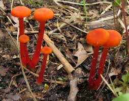 Attēlu rezultāti vaicājumam “Hygrocybe cantharellus”