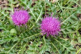 Attēlu rezultāti vaicājumam “Cirsium x rigens flower”