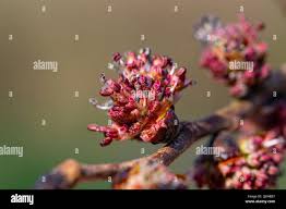 Attēlu rezultāti vaicājumam “Ulmus glabra flower”