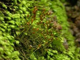 Attēlu rezultāti vaicājumam “Dicranella staphylina”