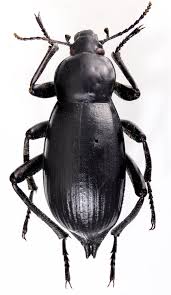 Attēlu rezultāti vaicājumam “Blaps mortisaga”