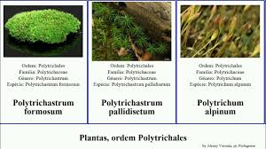 Attēlu rezultāti vaicājumam “Polytrichastrum pallidisetum”