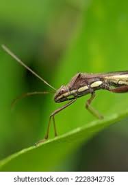 Attēlu rezultāti vaicājumam “Grypocoris sexguttatus”
