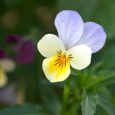 Attēlu rezultāti vaicājumam “Viola tricolor”