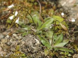 Attēlu rezultāti vaicājumam “Erophila verna flower”