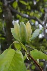 Attēlu rezultāti vaicājumam “Magnolia acuminata flower”