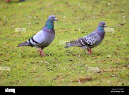 Attēlu rezultāti vaicājumam “Columba livia f. domestica”