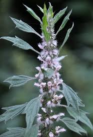 Attēlu rezultāti vaicājumam “Leonurus quinquelobatus leaf”