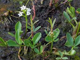 Attēlu rezultāti vaicājumam “Menyanthes trifoliata leaf”