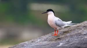 Image result for Sterna dougallii